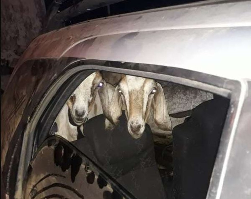 Cabras furtadas foram colocadas em veículo em Maranguape — Foto: PMCE