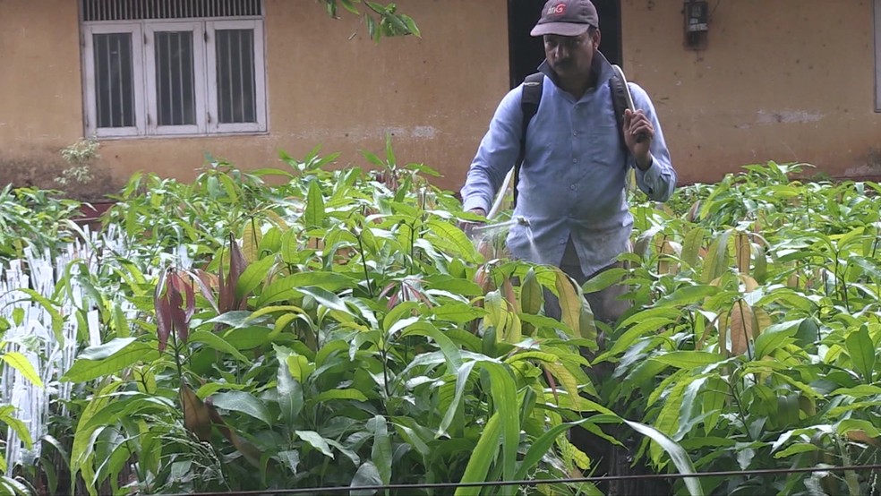 A OMS quer agora que outros países, incluindo a Índia e a Nigéria, sigam o exemplo do Sri Lanka, restringindo o acesso a pesticidas — Foto: BBC