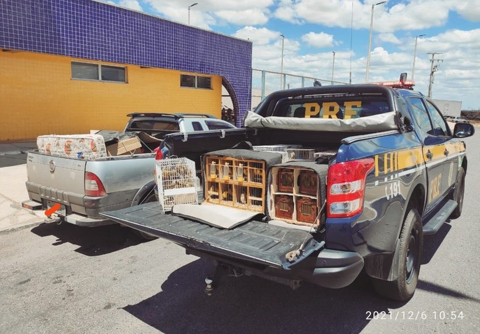 PRF flagrou dois homens traficando centenas de pássaros silvestres em Icó. — Foto: PRF/Divulgação 