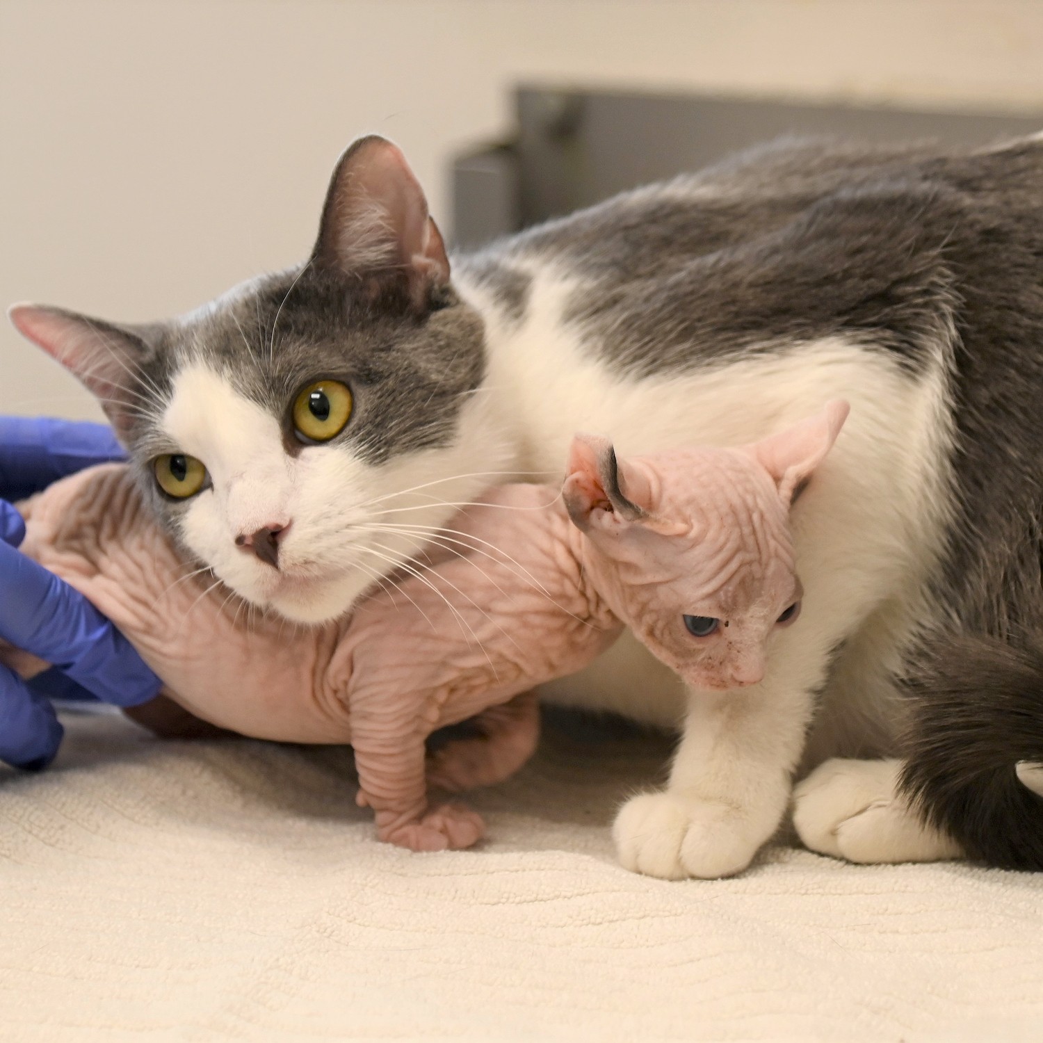 O centro de animais forneceu mamadeira para Cleópatra, cujo tutor estava desesperado após rejeição da mãe (Foto: People/ Helen Woodward Animal Center/ Reprodução)