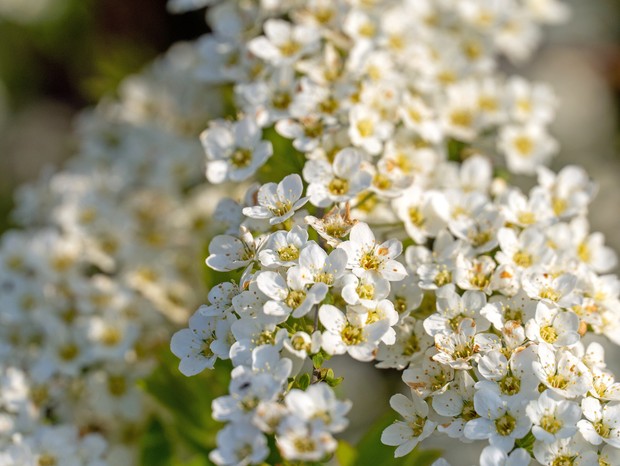 Close-up of Bridalwreath Spirea with white flowers (Foto: Getty Images/iStockphoto)