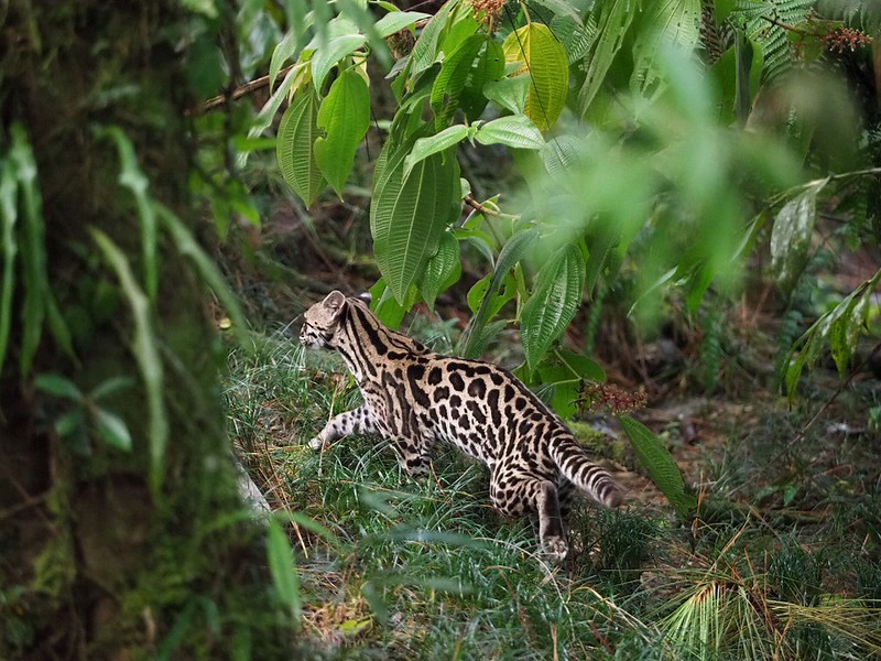 O Leopardus tigrinus tigrinus se distribui, principalmente, em florestas tropicais, decíduas e planícies (Foto: Flickr/ David Denicolò/ CreativeCommons)