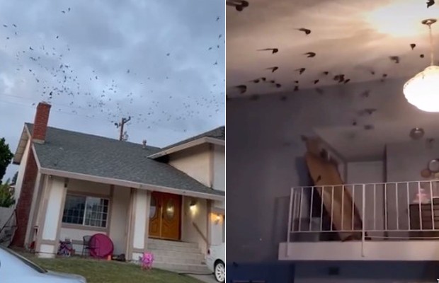 Pássaros invadem residência nos EUA (Foto: reprodução/instagram)