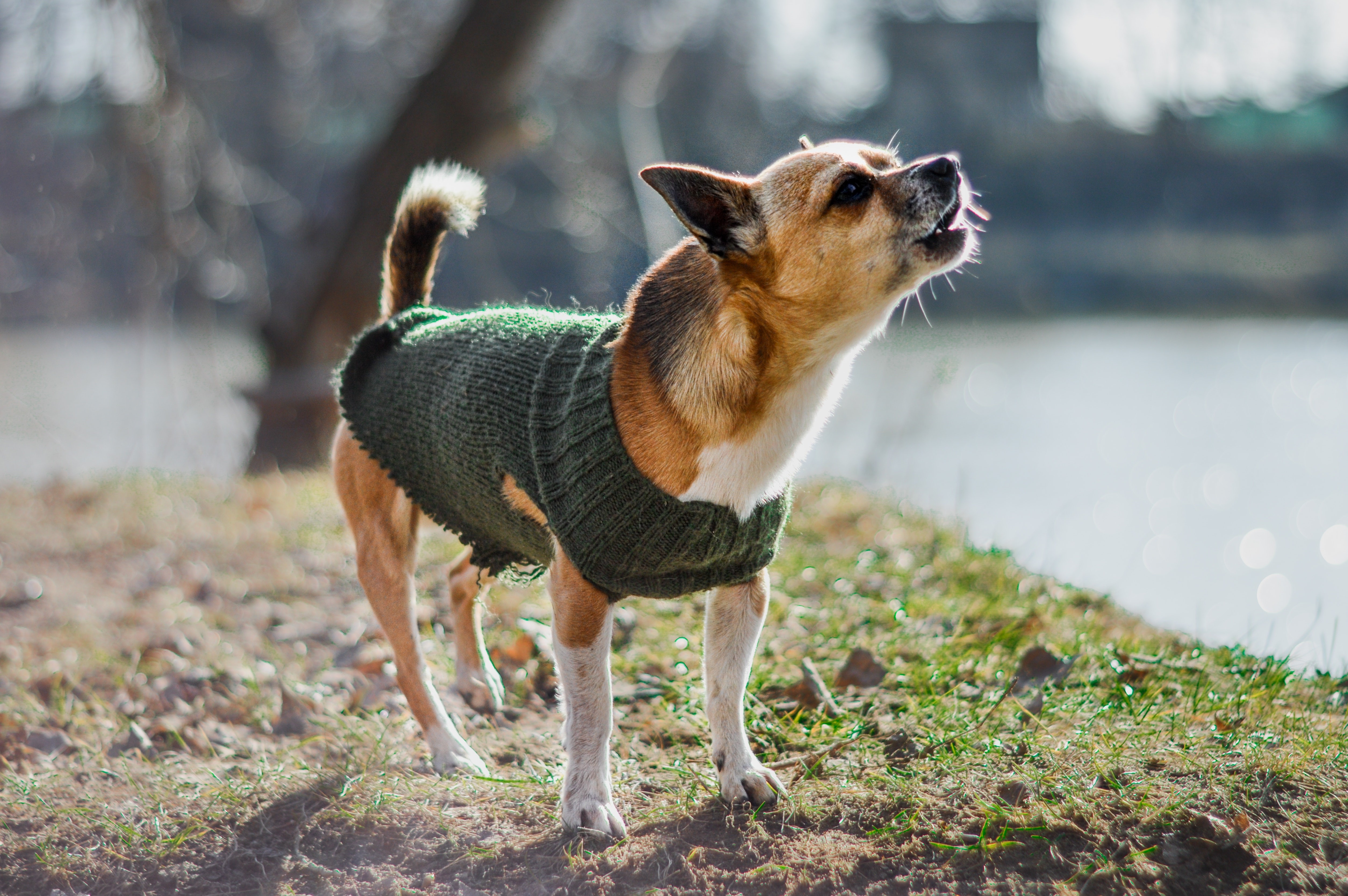 Pequenos 'valentões': veterinários explicam comportamento agressivos em cães 