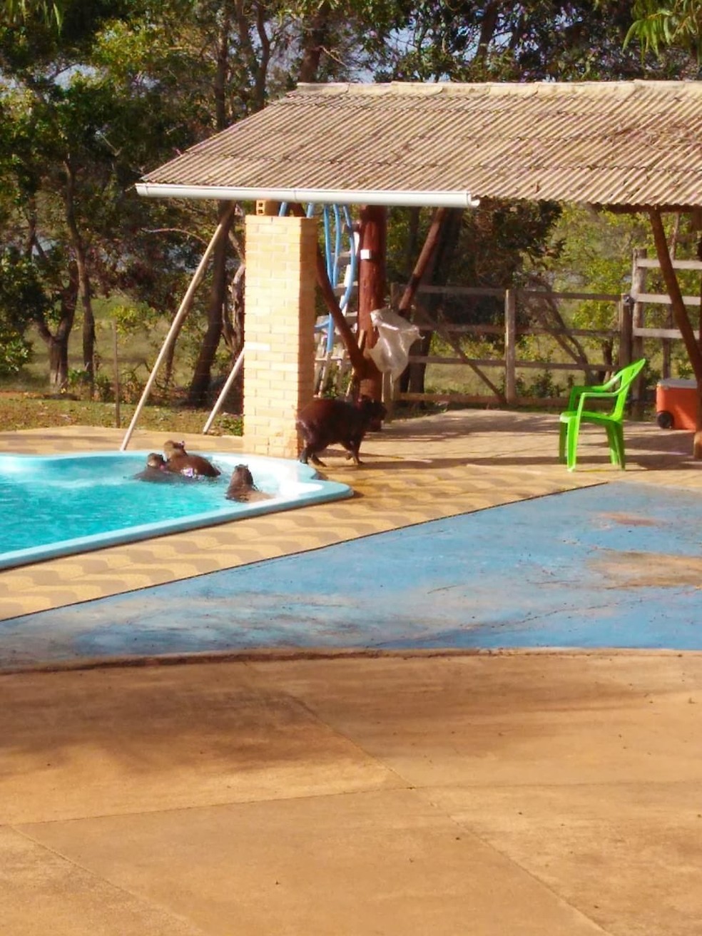 Capivaras Invadem Fazenda E Sao Flagradas Tomando Banho De Piscina Em Rr Roraima G1