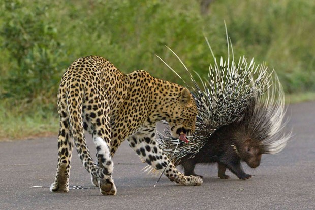 Leopardo faminto se deu mal ao atacar porco-espinho na África do Sul (Foto: Caters News/The Grosby Group)