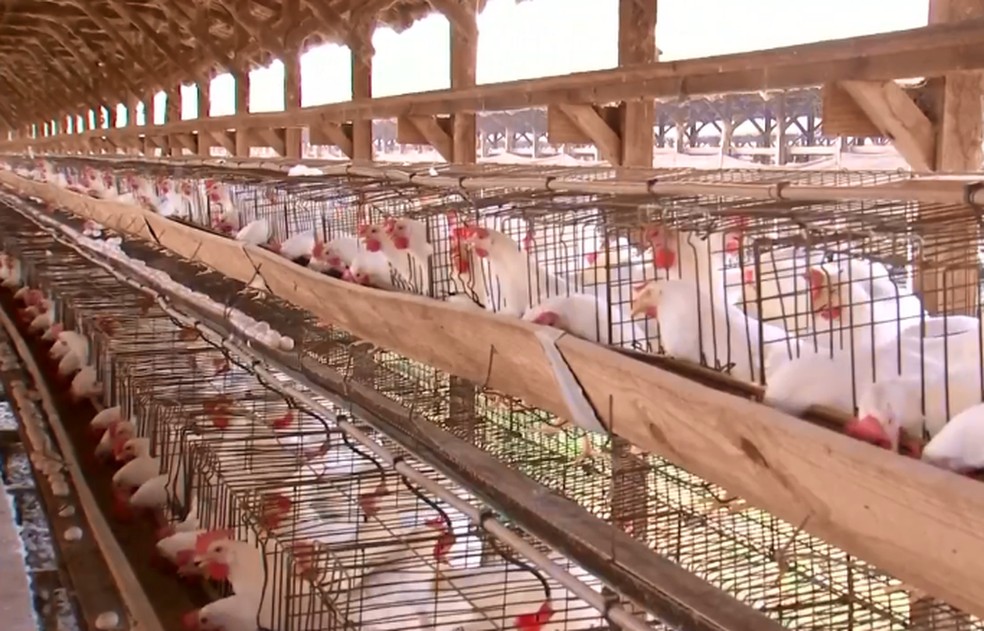 Granja em Bastos produz 20% de todos os ovos consumidos no Brasil — Foto: TV TEM/Reprodução