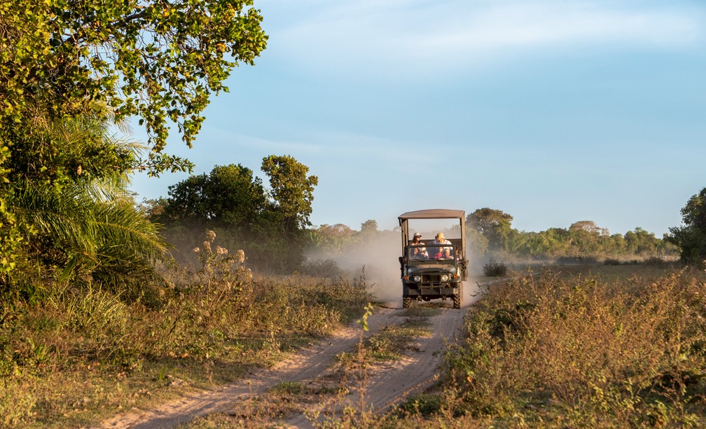 Safari no Pantanal de Mato Grosso do Sul. — Foto: LuizMendes/ArquivoPessoal