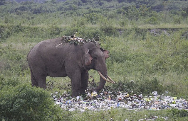 Elefante faminto come lixo despejado por turistas enquanto procura comida na Índia (Foto: Reprodução/ Pranab Das)