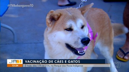 Gatos e cães podem receber vacina antirrábica no Parque dos Povos Indígenas