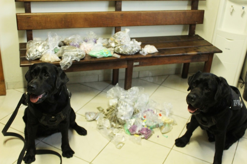 Cães da Guarda Civil encontram cerca de duas mil porções de drogas em Jundiaí — Foto: Divulgação/Guarda Civil Municipal