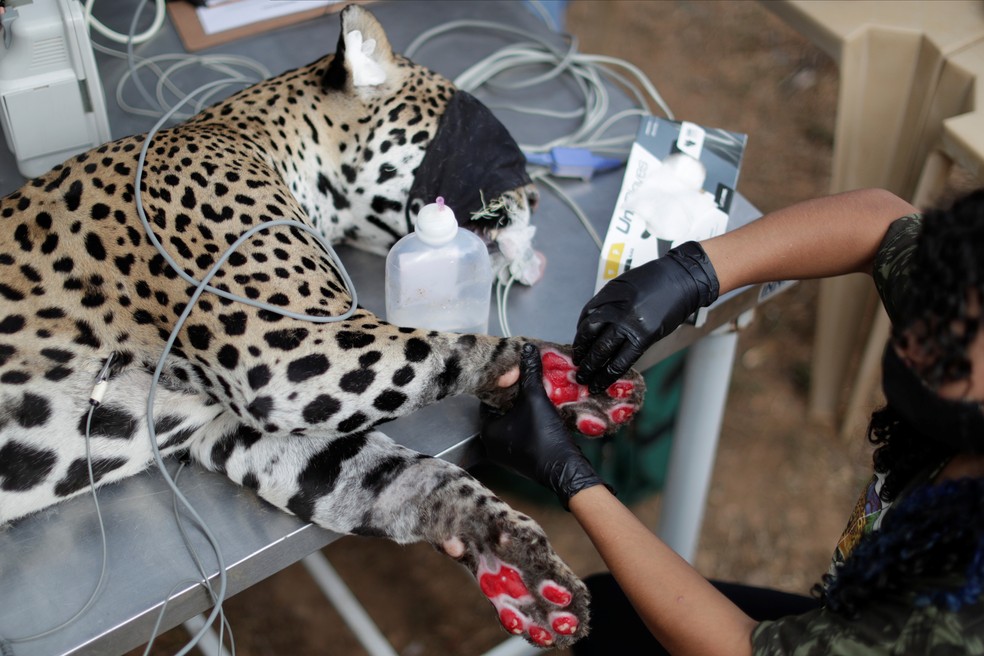 Onça-pintada adulta chamada Amanaci recebe tratamento com células-tronco nas patas, após queimaduras durante um incêndio no Pantanal, na ONG Instituto Nex em Corumbá de Goiás (GO) — Foto: Ueslei Marcelino/Reuters