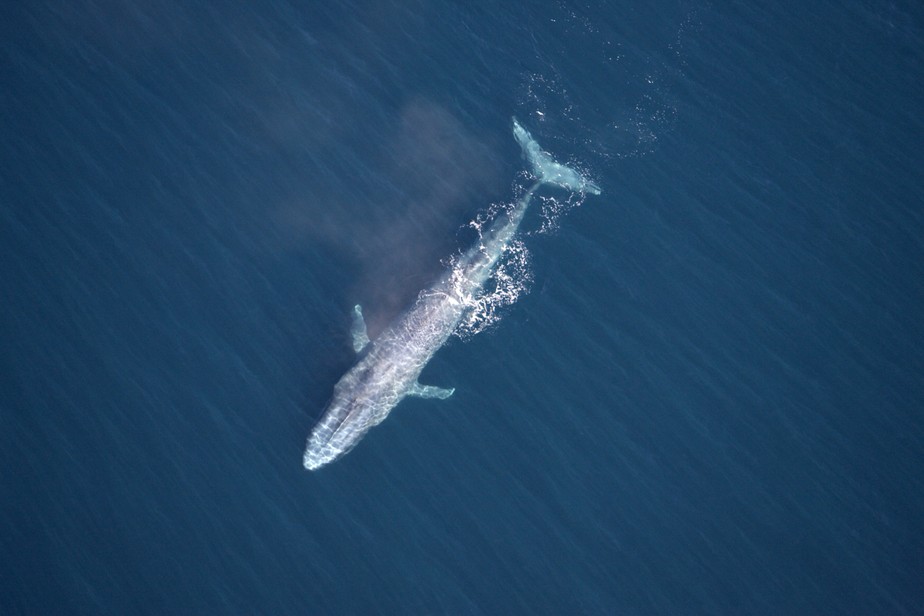 Pesquisa aponta que a perturbação constante da mineração pode causar problemas de saúde a mamíferos marinhos, como baleias e golfinhos