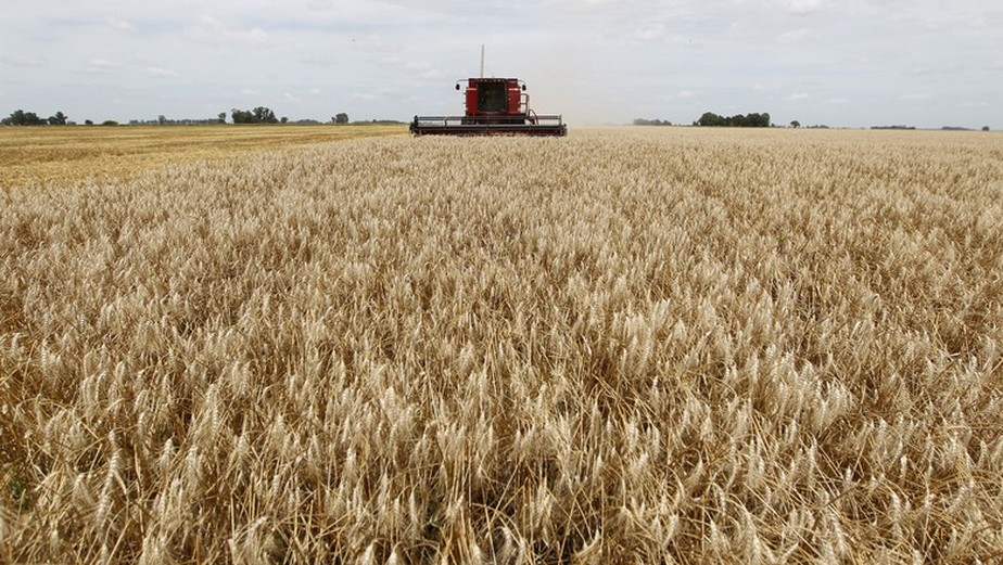 Colheita de trigo em lavoura na Argentina