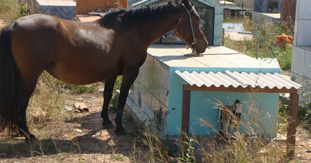 eexistia um dono de cavalo que caiu no poco ele tentou｜Pesquisa