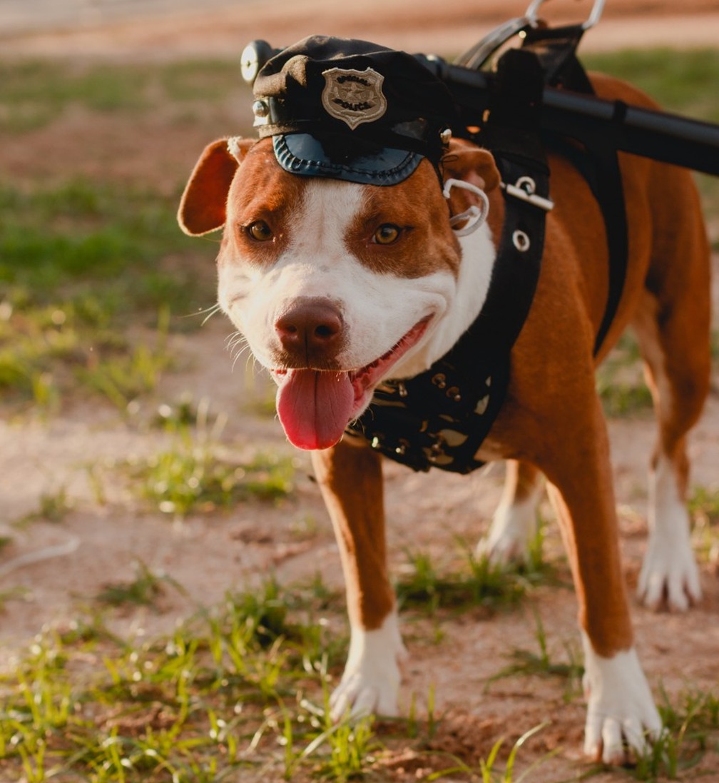 Bloco de cachorros — Foto: Divulgação