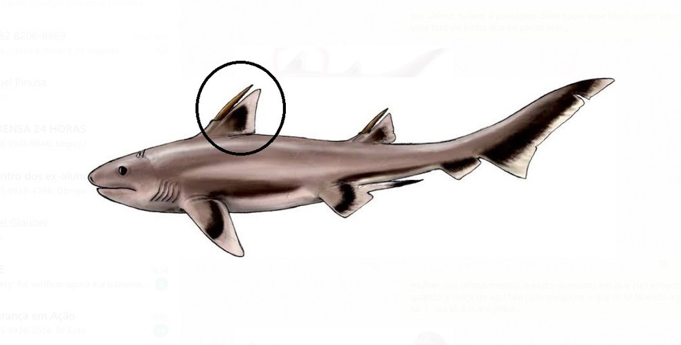 Desenho da espécie similar à do peixe encontrado nesta quinta em Missão Velha; círculo mostra a parte achada pelos pesquisadores, o espinho dorsal  — Foto: Repodução