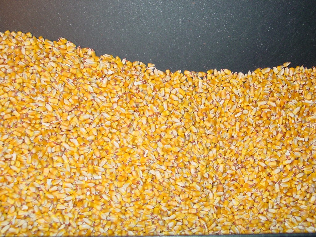 milho-grao-colheita (Foto: Alternative Heat/CCommons)
