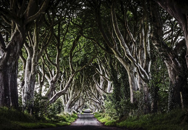 Na Irlanada: conhecidas como "The Dark Hedges", as árvores dessa passagem aparecem em cenas da série "Game of Thrones" (Foto: Reprodução/Facebook)