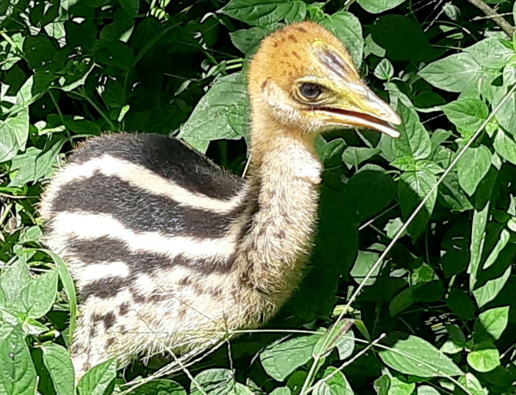 O filhote de casuar jÃ¡ estÃ¡ em exposiÃ§Ã£o no zoo de Bauru: reproduÃ§Ã£o delicada e sucesso apÃ³s muitos anos â Foto: ZoolÃ³gico de Bauru/DivulgaÃ§Ã£o