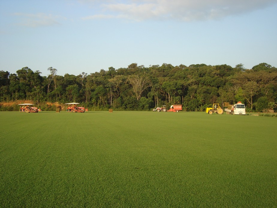 Brasil tem 401 unidades de produção de grama registradas em 2022. No ano passado, eram 320