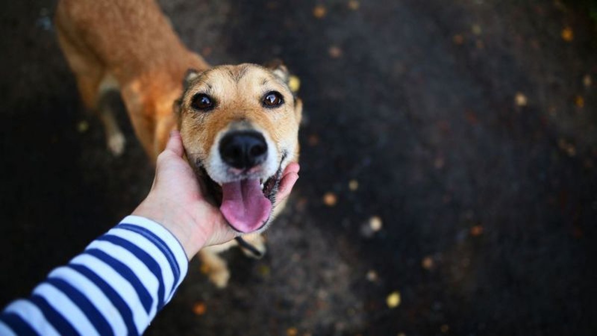 As mudanças que convivência com humanos causou em animais | Natureza