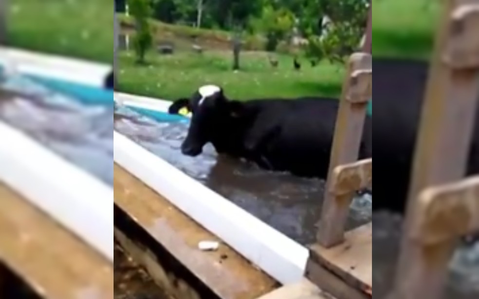 Vaca pula na piscina de fazenda para se refrescar após termômetros marcarem 37 °C em Vianópolis — Foto: Reprodução/TV Anhanguera
