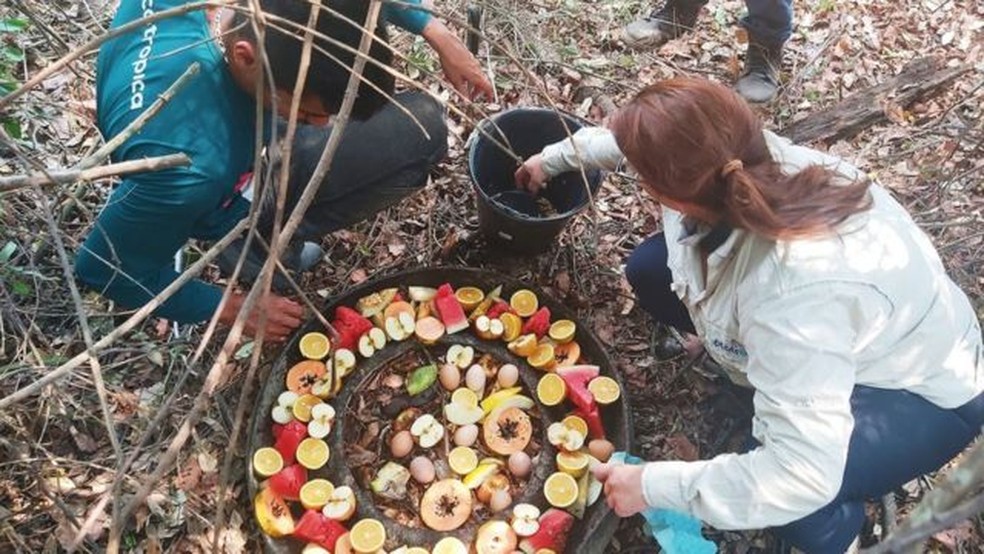 Integrantes da Fundação Ecotrópica preparando alimentos a serem cedidos aos animais; seca reduziu a oferta de comida natural — Foto: Fundação Ecotrópica via BBC