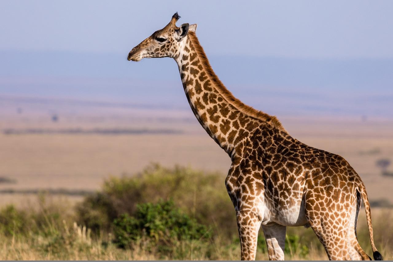 Girafas pesam em média 1200 kg (Foto: antonytrivet/ Pixabay/ CreativeCommons)