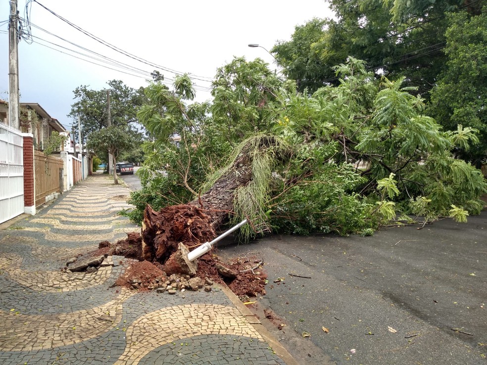 Árvore caiu na Rua Augusto César de Andrade, Nova Campinas — Foto: Daniel Mafra / EPTV