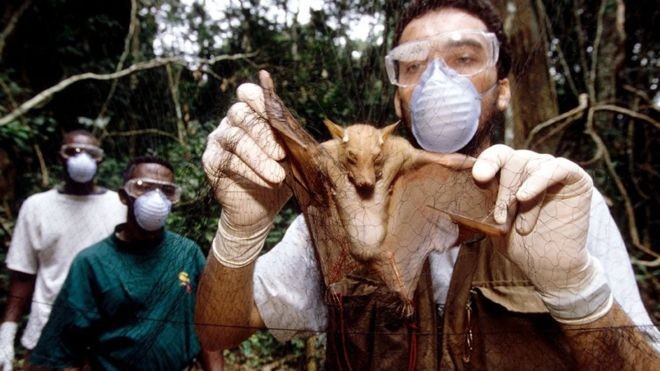 BBC - Cientistas desenvolveram sistema de reconhecimento de padrões para prever quais doenças da vida selvagem representam mais riscos para os seres humanos (Foto: SCIENCE PHOTO LIBRARY via BBC)