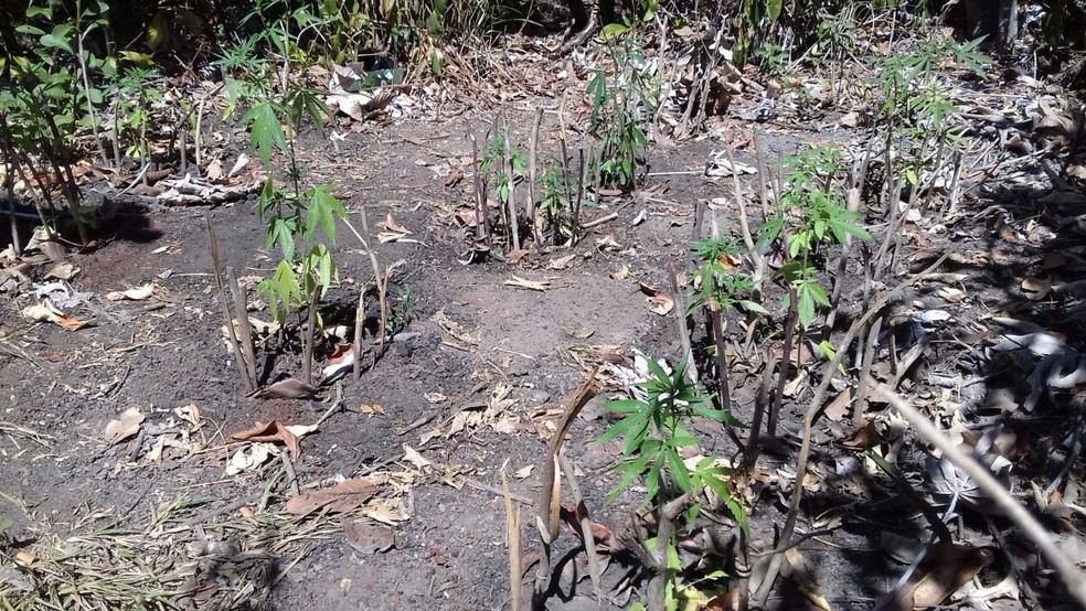 PM fez buscas e encontrou os pés de maconha  (Foto: Polícia Militar/Divulgação)