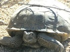 As tartarugas do deserto que obrigaram a Marinha dos EUA a mudar seus planos