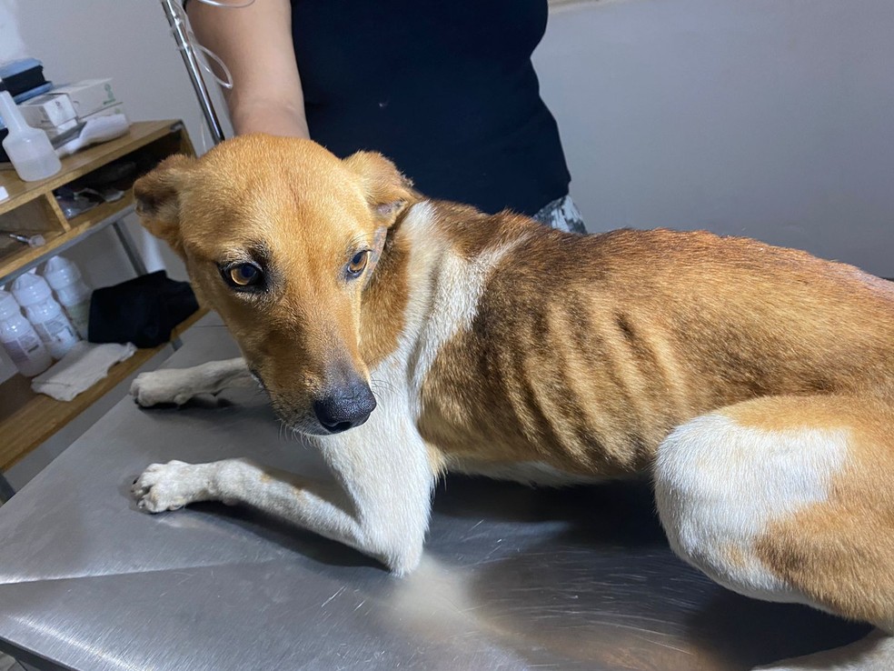 Dois cachorros em situação de maus-tratos são resgatados por ONG em Garça — Foto: ONG Sppades/Divulgação