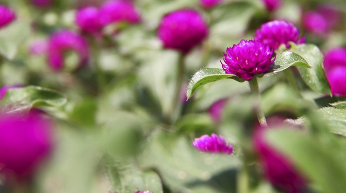 G1 - Perpétua é planta de flores roxas que floresce em qualquer época do  ano - notícias em Flora