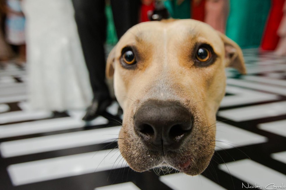 Thor behaved and surprised bride and groom during marriage. - Photo: Nicultura Carrelo