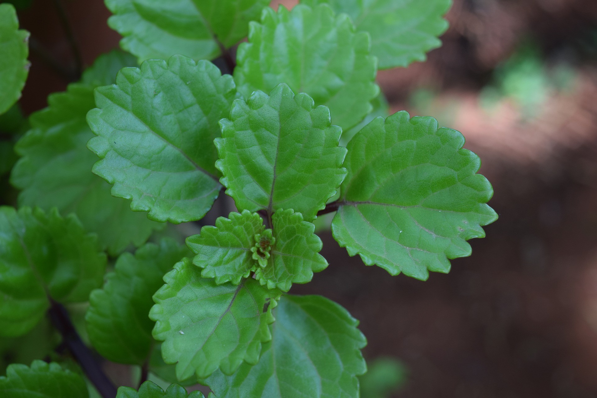 A crença de que a planta atrai dinheiro é estritamente ligada com o seu nome: Dólar (Foto: Pixabay / Natycabarcos / CreativeCommons)