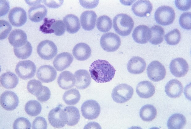 Protozoário Plasmodium vivax, causador da malária (Foto:  CDC/ Steven Glenn, Laboratory & Consultation Division Transwiki)