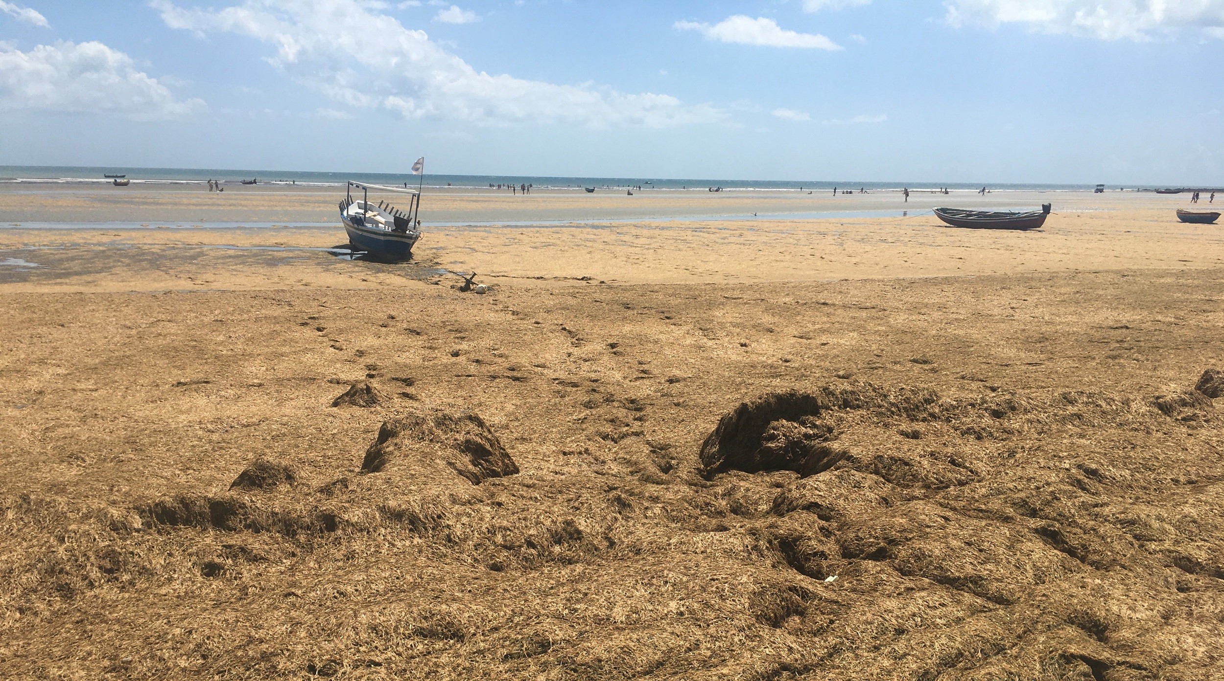 Quantidade de algas em Jericoacoara gera dificuldades para remoção: 'supera em toneladas anos anteriores'