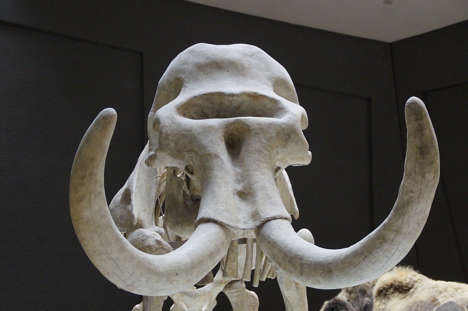 Marfim de mamute é visto como opção para acabar com a caça de elefantes  (Foto: Pixabay/Efraimstchter/Creative Commons)