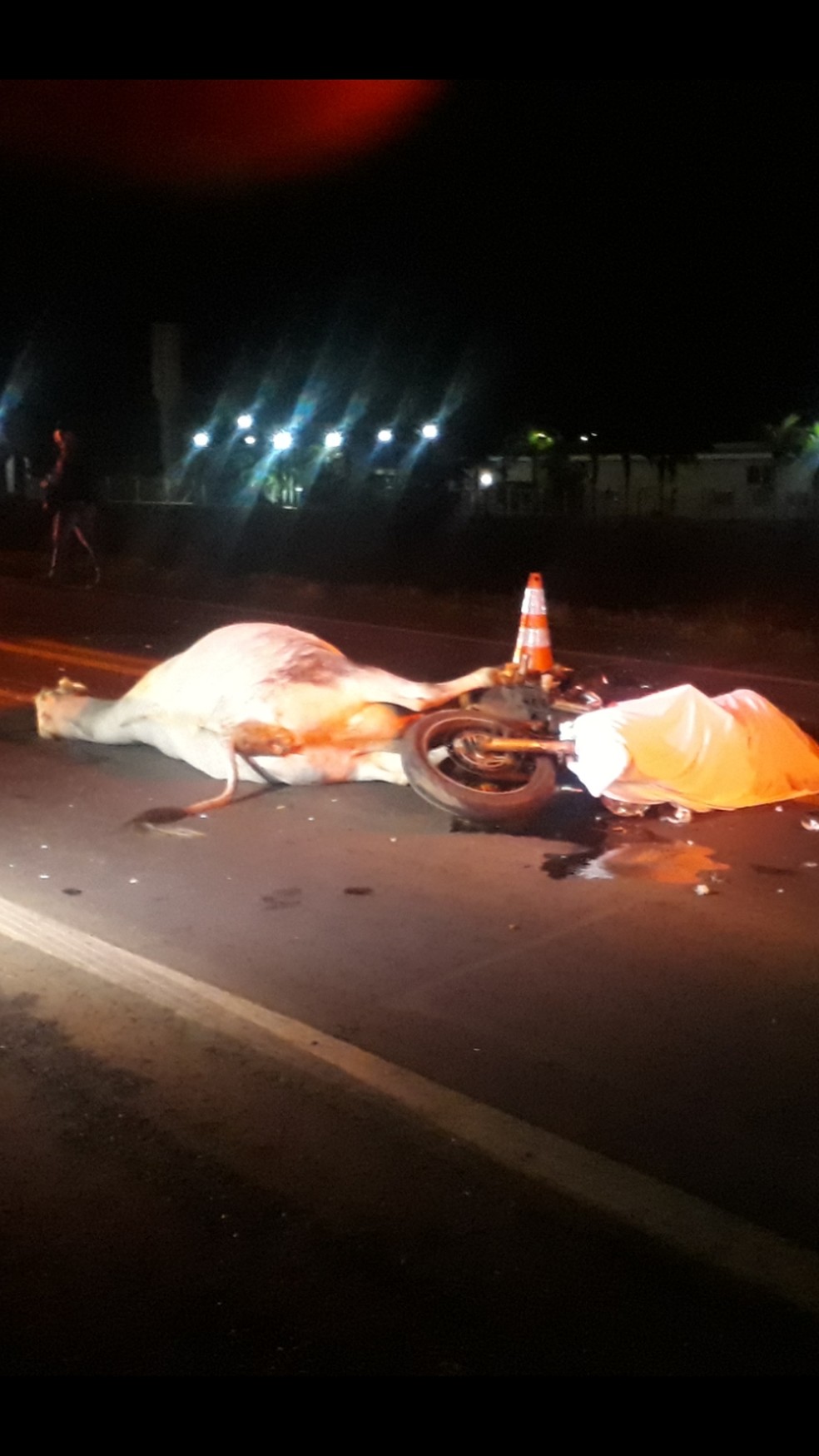 Motociclista e vaca morreram no local — Foto: Polícia/Divulgação