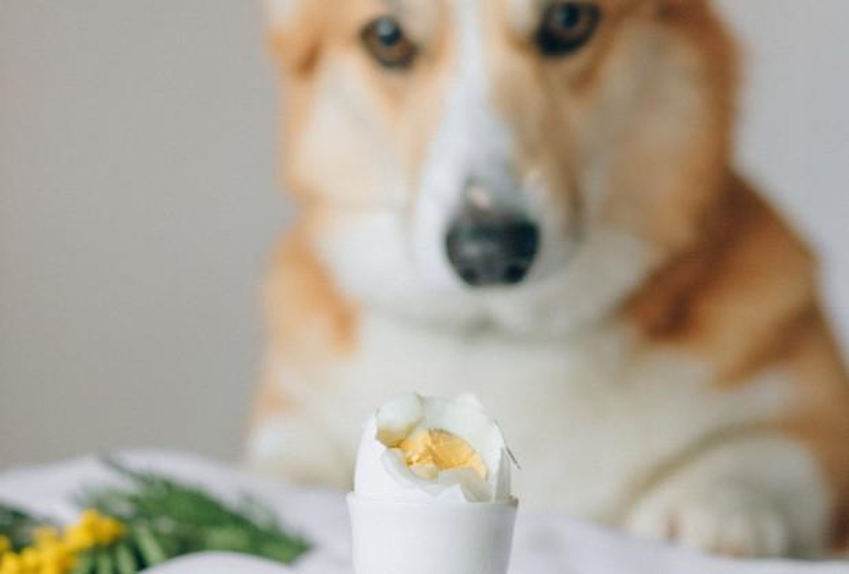 Можно давать собакам сырое яйцо