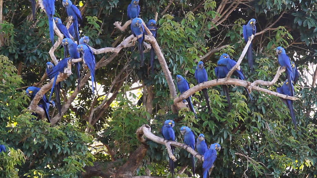 O Pantanal reúne os dois maiores redutos de araras-azuis do mundo — Foto: Globo Repórter