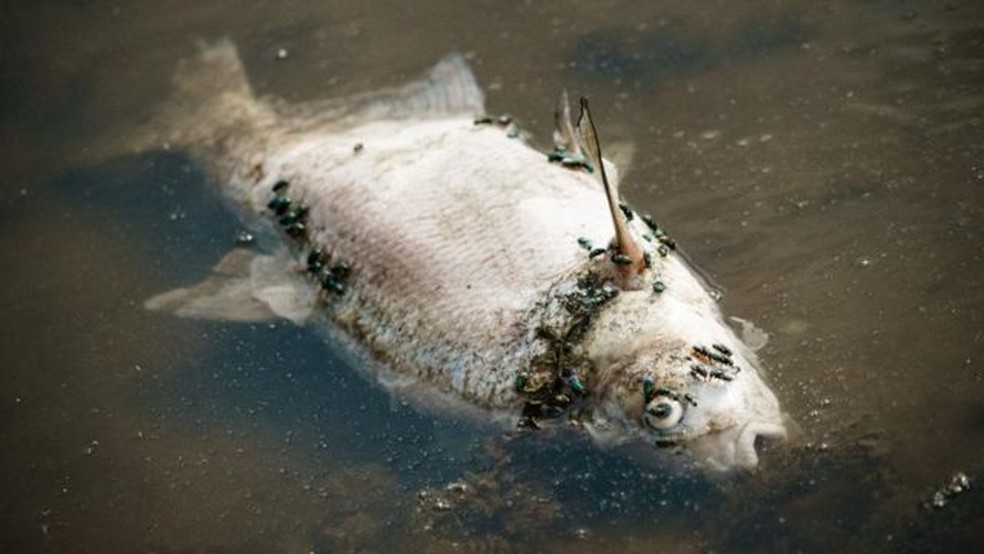 Autoridades na Polônia e na Alemanha estão tentando encontrar as causas de uma enorme onda de peixes encontrados mortos no rio Oder, que atravessa os dois países. — Foto: EPA