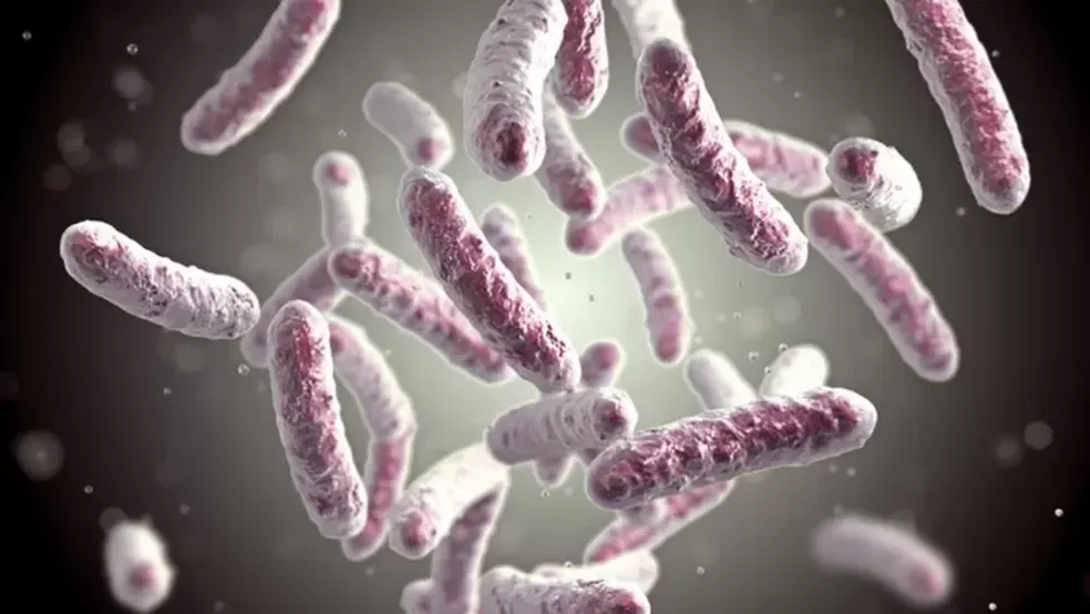 As bactérias do grupo Legionella estão por trás de pneumonias graves — Foto: Getty Images via BBC