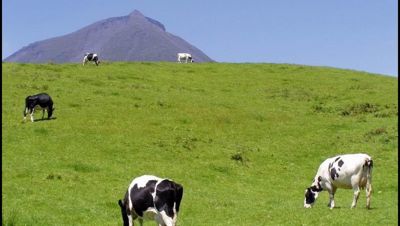 Vacas (Foto: editor)