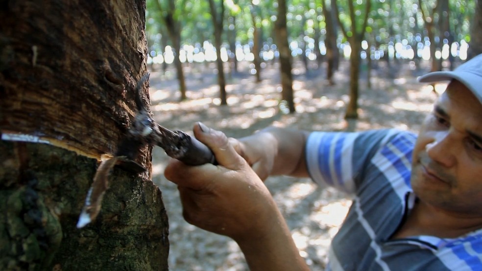 Tradição no cultivo de seringais — Foto: TV TEM/Reprodução