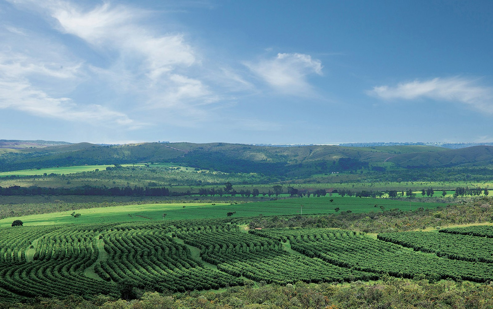 Café especial conheça as principais regiões