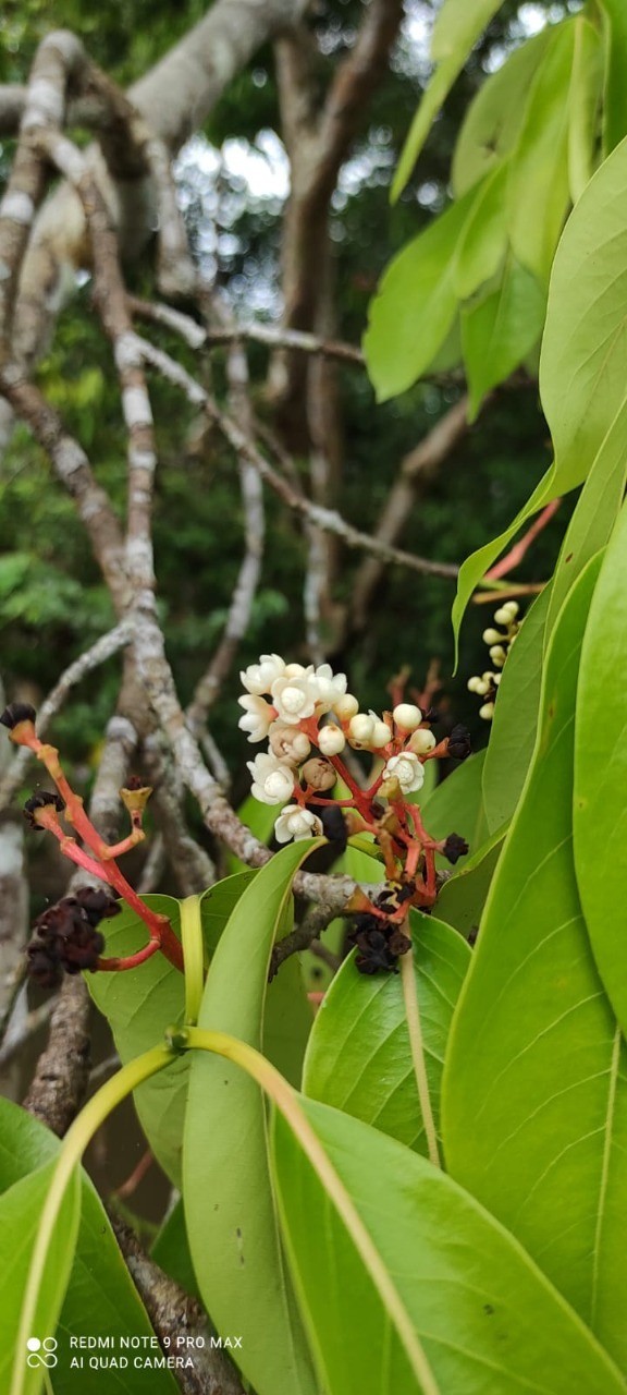 Pesquisadores estudam extração sustentável de óleo com árvores nativas, no Amazonas