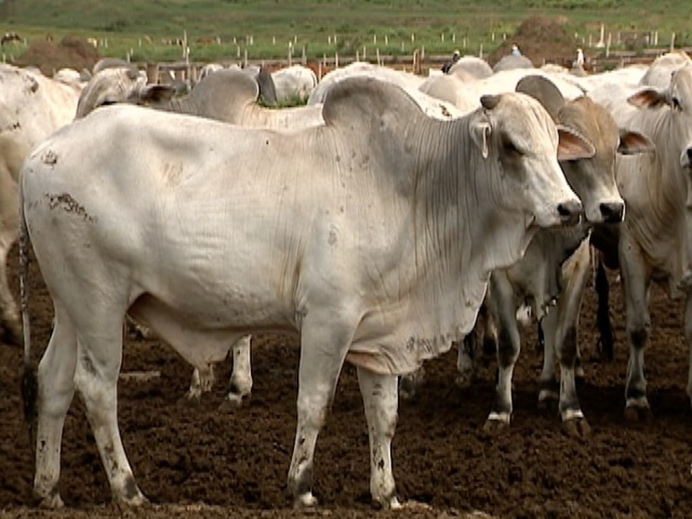 Opção pela pecuária extensiva contribui para as emissões de gases causadores do efeito estufa no Brasil (Foto: Reprodução/TV Fronteira)